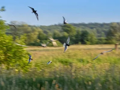 Публикуем красивые фотографии птиц Рязанской области - Рязанские новости.  Новости Рязани и Рязанской области, сегодня и сейчас