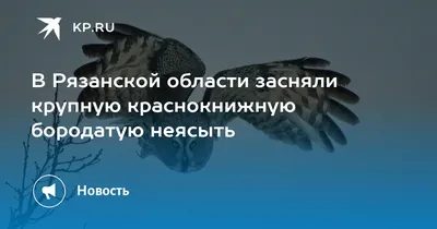 Осторожно: птицы выводят птенцов! | 14.06.2023 | Гатчина - БезФормата