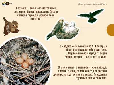 Еще 16 птиц: люди продолжают находить тушки мертвых пернатых в Дягилеве