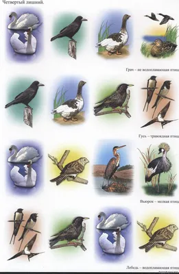 Птицы: картинки для детей | Animals wild, Abyss anime, Animals