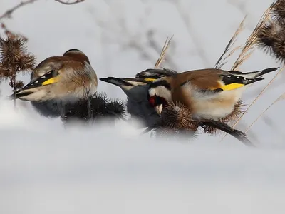 городские птицы | Wild Nature Photo