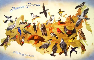 Птицы России 🌟 Список, виды, название, описание, ареал, фото и видео -  Научно-популярный журнал: «Как и Почему»