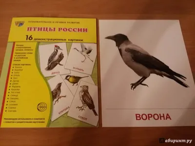 Иллюстрация 15 из 26 для Демонстрационные картинки \"Птицы России\" (16  картинок) - Т. Цветкова | Лабиринт - книги.