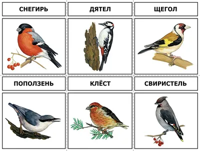 Птицы: картинки для детей | Cartoon birds, Animal clipart, Animal drawings
