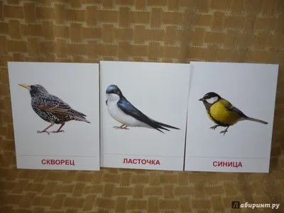 Мелкие птицы средней полосы россии - 51 фото