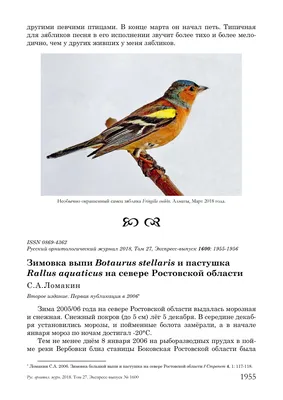 Удод (Upupa epops) Hoopoe - Удодовые (Upupidae) - Удодообразные Upupiformes  - Классификатор птиц Таганрога и Неклиновского района - Птицы Ростовской  обл.В основе-Птицы Таганрога/Некл.р-на