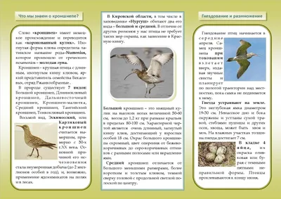 Птицы Ростовской области - Щурка Золотистая | Из Питера в Южное село | Дзен