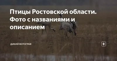 Синицевые (Paridae) - Воробьеобразные Passeriformes - Классификатор птиц  Таганрога и Неклиновского района - Птицы Ростовской обл.В основе-Птицы  Таганрога/Некл.р-на