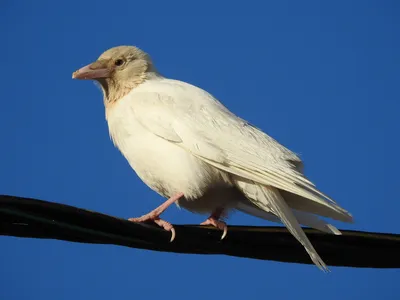 Редкие кадры редких птиц: самарские фотографы-любители провели птичью  \"инвентаризацию\" | СОВА - главные новости Самары