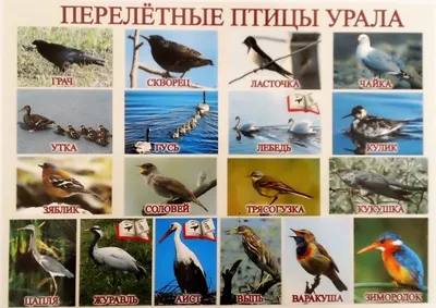 Хищные птицы Самарской области