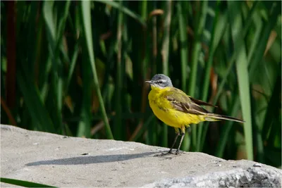 В природе вредитель – человек»: самарский орнитолог рассказал, почему птиц  в городе становится все меньше - KP.RU