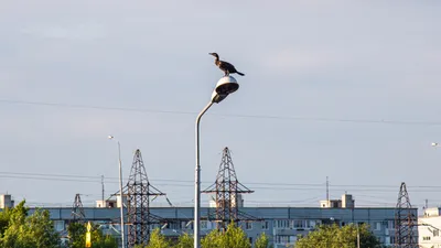 Новый для Самарской области вид орнитофауны кречет ( f alco rusticolus  Linnaeus, 1758) – тема научной статьи по биологическим наукам читайте  бесплатно текст научно-исследовательской работы в электронной библиотеке  КиберЛенинка