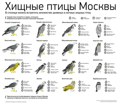 Зимующие птицы средней полосы - 64 фото