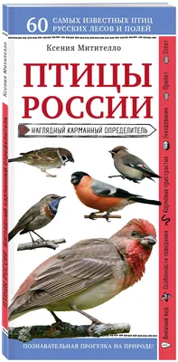 Видео: Звуки живой природы — как поют птицы средней полосы России