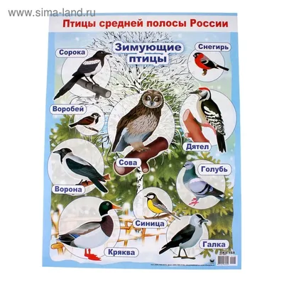 Книга Домашние и Дикие птицы Средней полосы. Зимующие и перелётные - купить  книги по обучению и развитию детей в интернет-магазинах, цены на Мегамаркет  | 0109