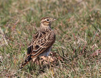 Фотография Белая трясогузка (Motacilla alba) Животные средней полосы,  Россия | Фотобанк ГеоФото/GeoPhoto | GetImages Group