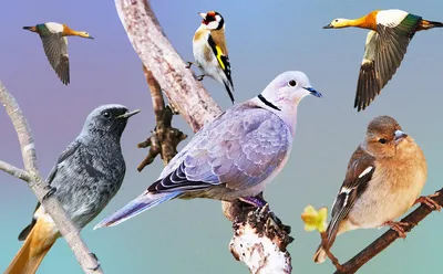 Птицы татарстана картинки фото