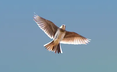 Птицы Татарстана - 72 фото