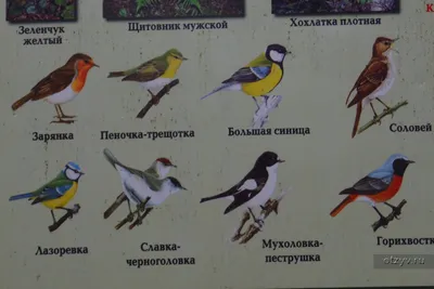 Пазл «Перелетные птицы» из 408 элементов | Собрать онлайн пазл №13396