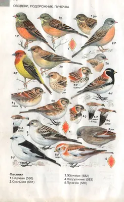 Певчие птицы Татарстана - 65 фото: смотреть онлайн