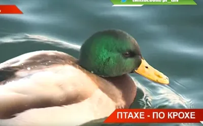 Казанский репортер: В природных заказниках Татарстана поселились нетипичные  морские птицы