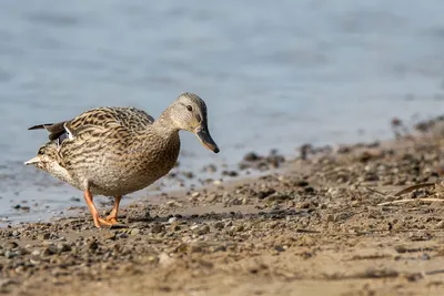 Птицы Новгородской области / Birds of Novgorod Oblast's Journal ·  iNaturalist