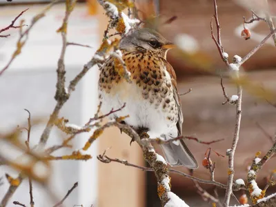 Четвертый очерк - отряд: Соколообразные Falconiformes