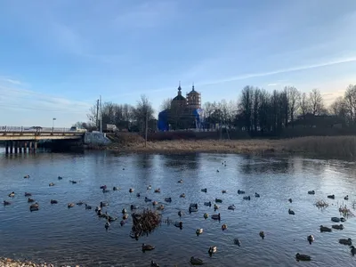 В Тверской области насчитали более 3 тысяч уток-крякв | 19.01.2021 | Тверь  - БезФормата