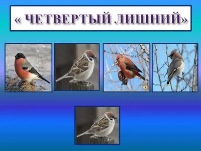 Птицы севера Удмуртии