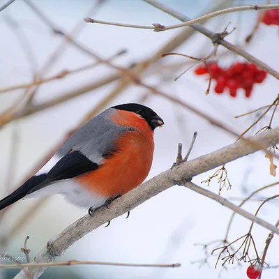 25 фото птиц и животных Удмуртии, которые поднимут вам настроение - KP.RU