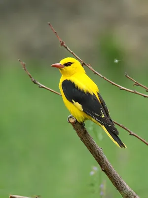 городские птицы | Wild Nature Photo