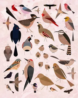 Картинки виды птиц - 61 фото