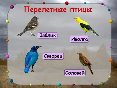 День зимующих птиц России! - Главная