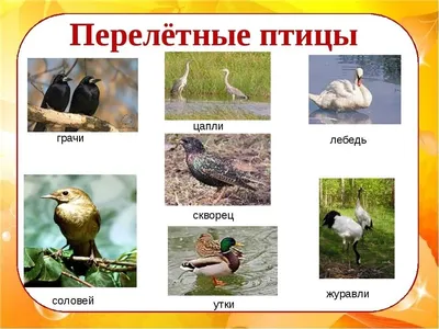 Птицы среднего Урала - 63 фото: смотреть онлайн