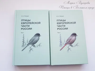 Настольная игра \"Птицы нашей страны\" 223663 Весна Дизайн - купить оптом от  142,99 рублей | Урал Тойз