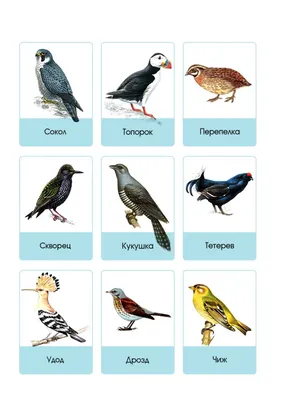 Карточки \"Птицы\" | Картинки домашних животных, Птицы, Следы животных