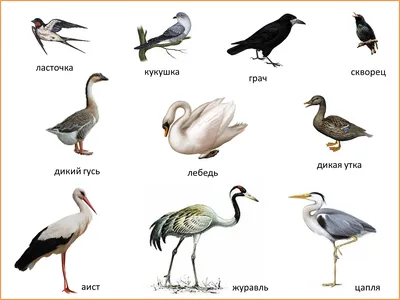 Зимующие птицы картинки для детей с названиями. Демонстрационный материал -  YouTube