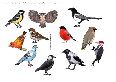 Следы. Жизнь зверей и птиц в картинках и небольших рассказах – Книжный  интернет-магазин Kniga.lv Polaris