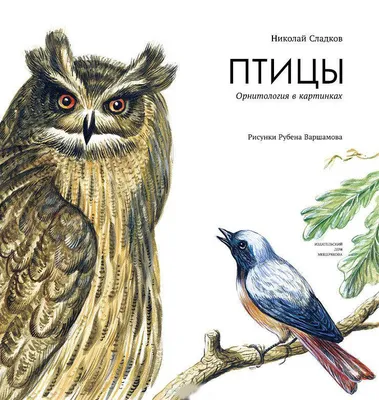 Иллюстрация 2 из 10 для Перелетные птицы. Демонстрационный материал для  фронтальных занятий | Лабиринт - книги. Источник: