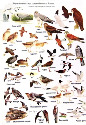 Зимующие птицы. Демонстрационные картинки (набор из 16 карточек)