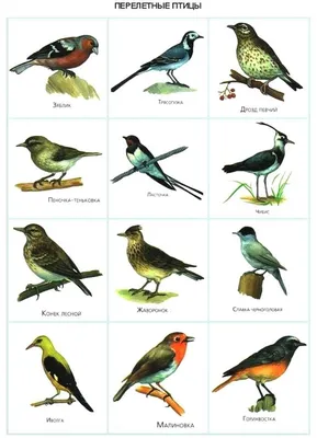 Карточки \"Птицы\" | Картинки домашних животных, Природоведение, Животные
