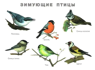29 Бесплатных Картинок Птицы для Обучения на Малайском | PDF