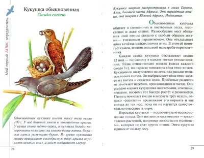 46-47. Птицы лесов, водоёмов и побережий, болот и открытых мест обитания.  Хищные и синантропные птицы