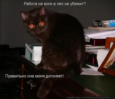 ✓ Все мы слышали пословицу: «Работа не волк — в лес не убежит» 👉🏻 А вы… |  Русский с филологом | Анна | Дзен