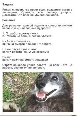 Каска с отверстиями под банки «Работа не волк, в лес не убежит», обхват  головы 56-58 см 321264 Страна Карнавалия купить по цене от 733руб. |  Трикотаж Плюс | Екатеринбург, Москва