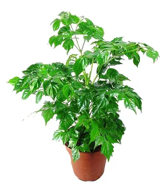 Радермахера – зеленый король комнатных растений: красивое изображение.