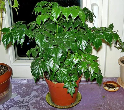 Фото Радермахеры: декоративное растение для любого интерьера.
