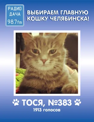 Выиграй годовой запас корма для своей кошки на Радио Дача - KP.RU