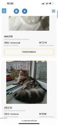 На Радио Дача продолжается борьба за звание главной кошки Челябинска