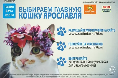Радио Дача 106,7 FM» выбирает Главную кошку Новосибирска-2017 - 30 января  2017 - НГС